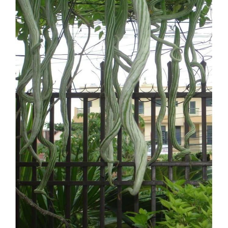 Hạt giống mướp rắn  quả dài - 5 hạt/gói