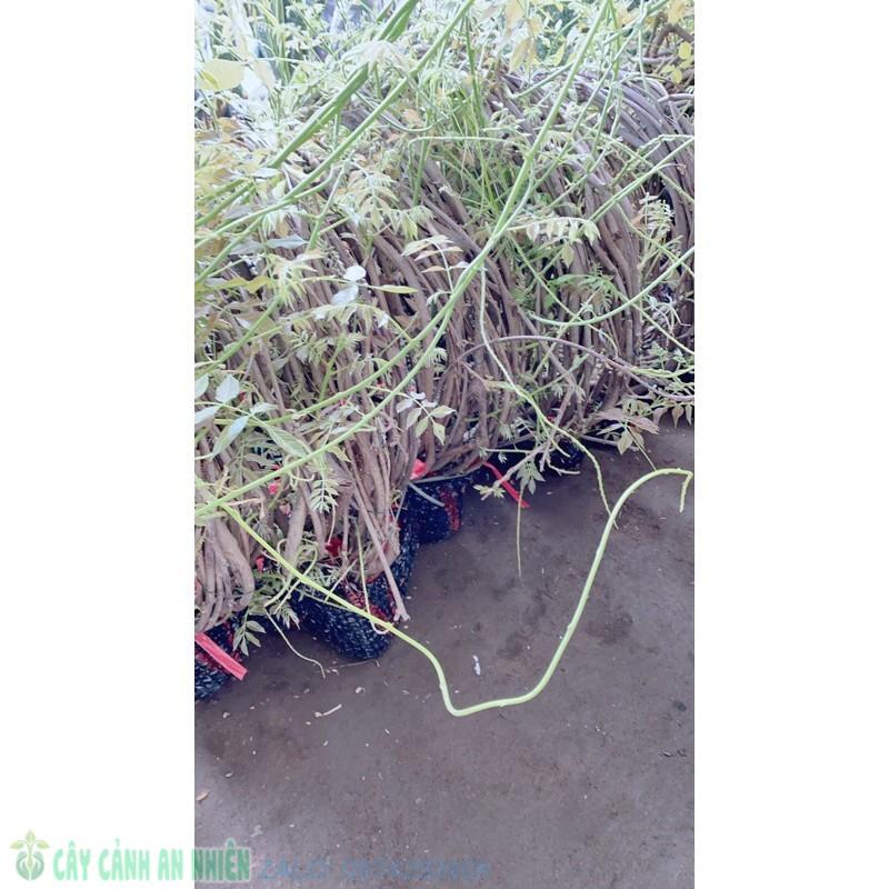 Cây Tử Đằng 5 Cây