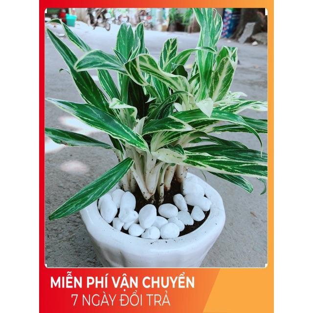 Chậu Cây Giữ Tiền