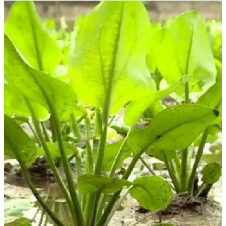 Hạt giống trạch tả - Cây dược liệu - 1 gói 50 hạt