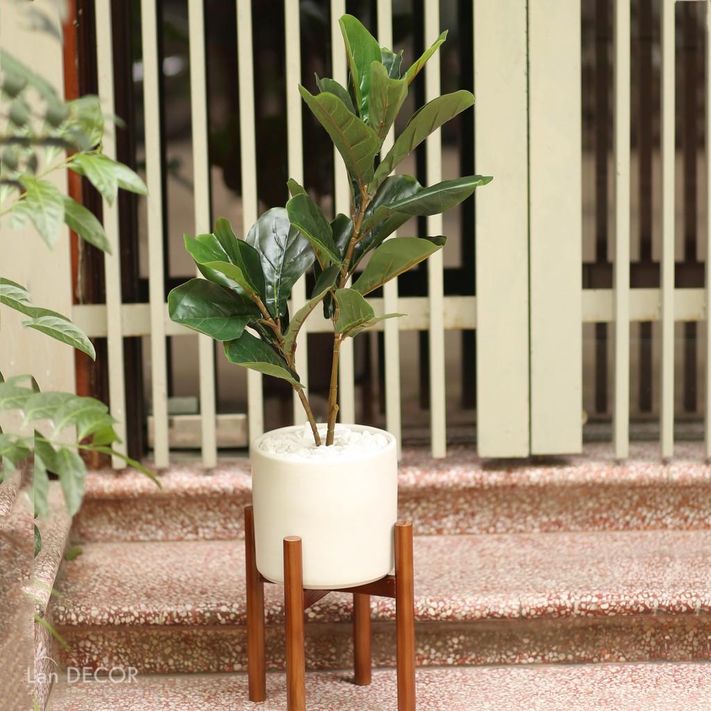 Cây giả - Cây bàng Singapore trang trí cao 75cm - LC2923