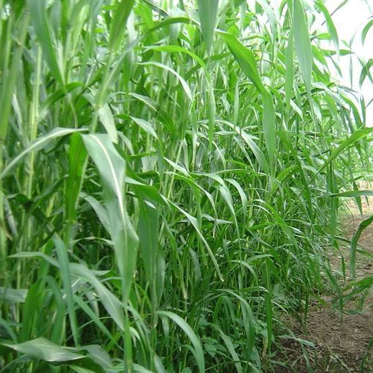 Hạt giống cỏ Sudan lai - Cỏ Cao Lương - Chuyên Dùng Cho Trâu, Bò, ..