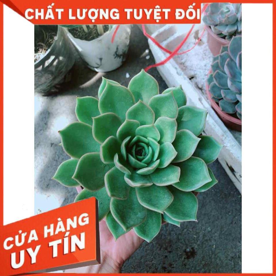 Sen Đá Xanh Cánh Cứng Nhiều Người Mua