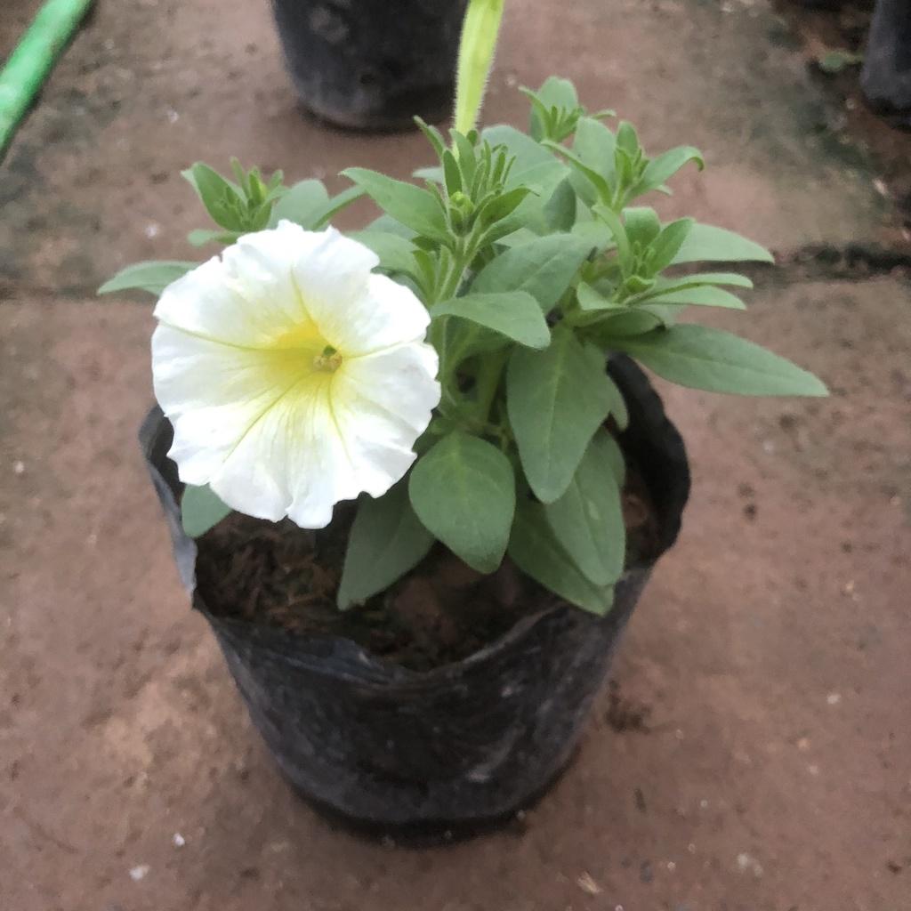 Cây hoa dạ yến thảo F2, chiều cao 15cm sức sống khỏe hoa cực bắt mắt dễ dàng chăm sóc thích hợp trang trí ban công