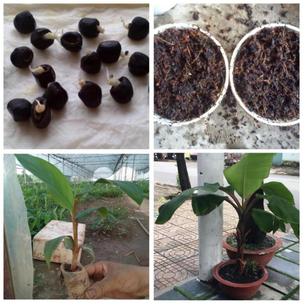 Cây giống CHUỐI ĐỎ ngọt thơm - hàng cây giống CHUẨN F1 - Cam Kết Chuẩn Giống + Tặng 02 cây nhót ngọt