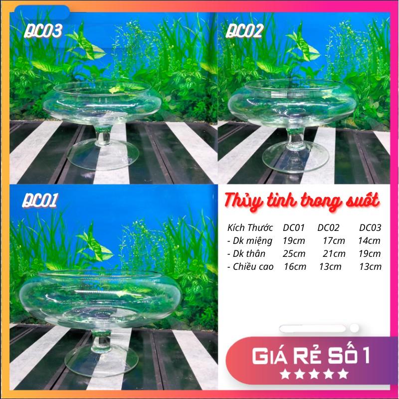Bể cá mini để bàn , chậu thủy tinh trang trí