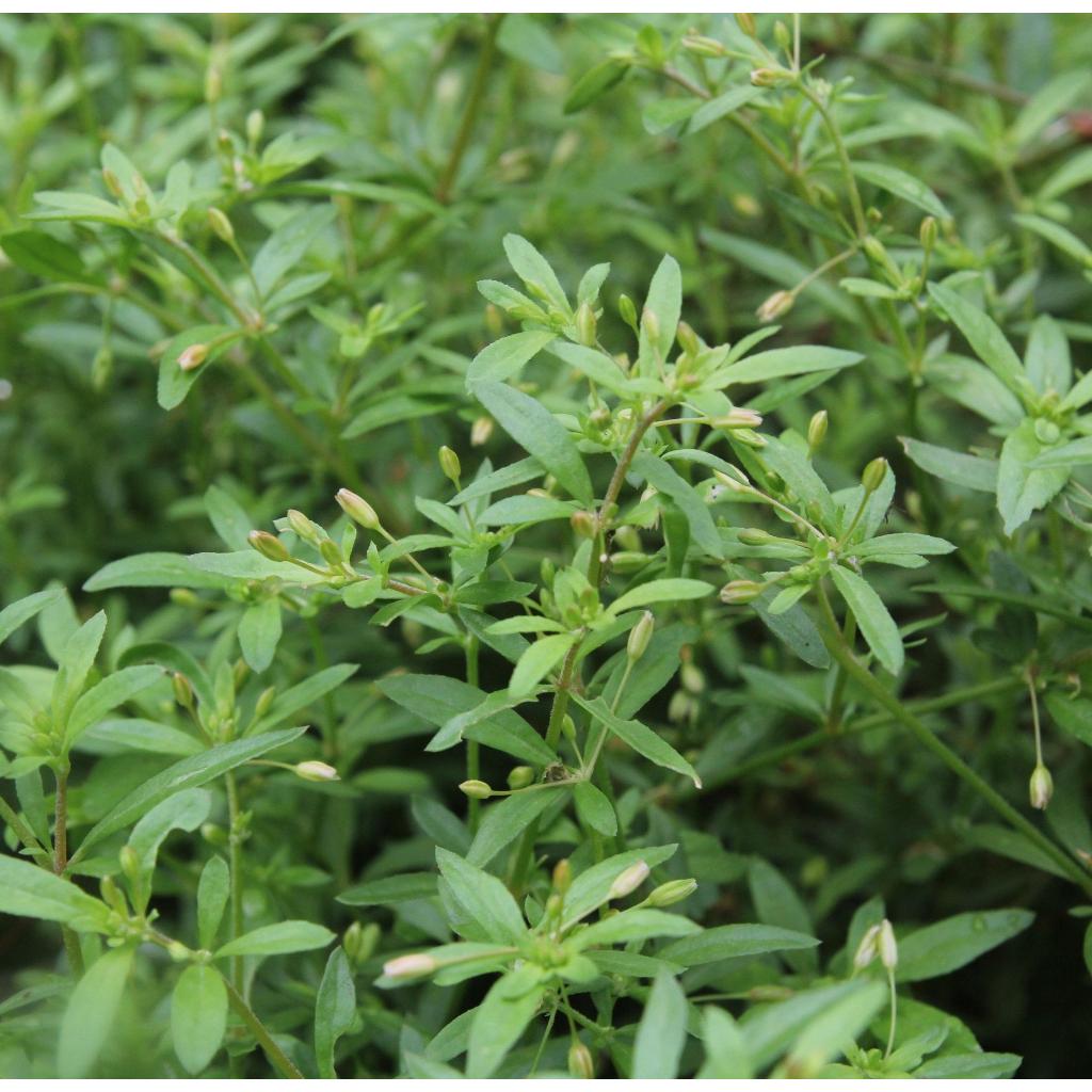 Hạt Giống Rau Đắng Đất -