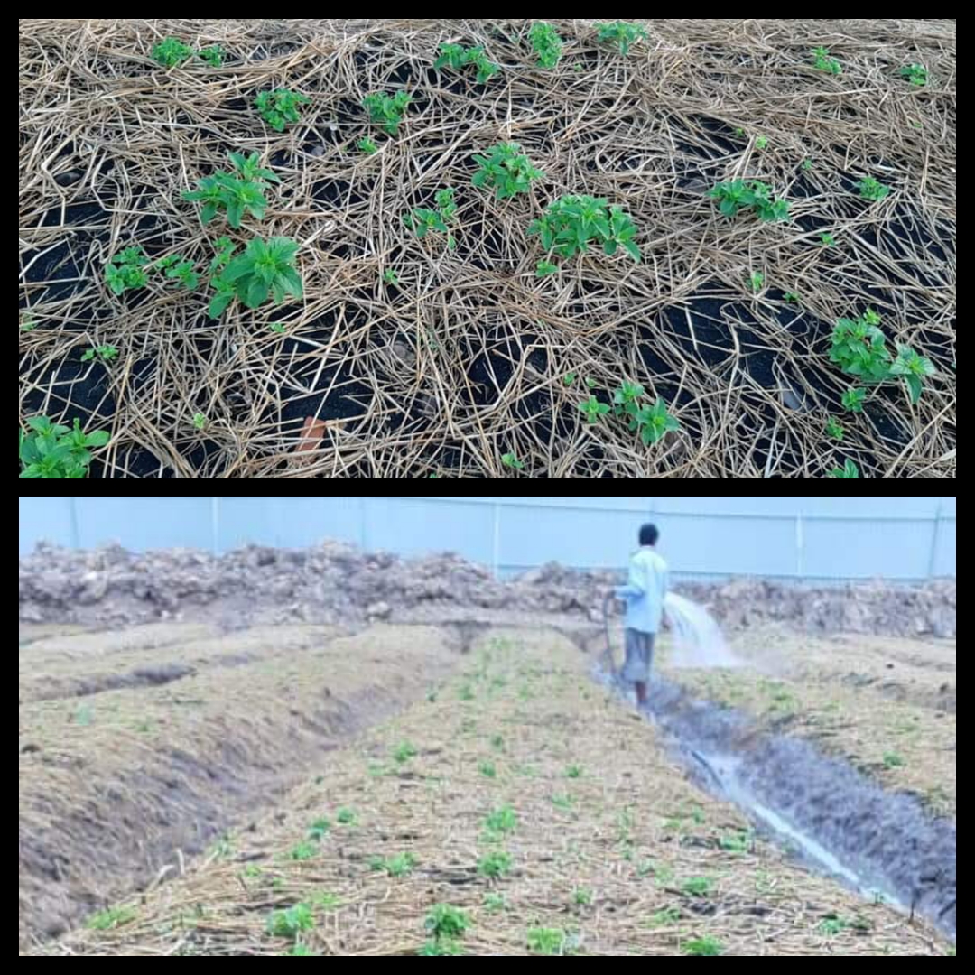 Tinh dầu Bạc hà chai 01Lít Mộc Mây - tinh dầu nguyên chất từ thiên nhiên - Có kiểm định - Chất lượng và mùi hương vượt trội