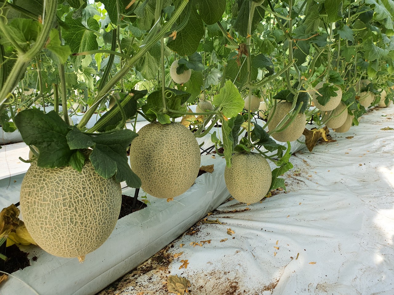 Dưa lưới đạm cá - 1 quả 1,2 kg - 1,4 kg