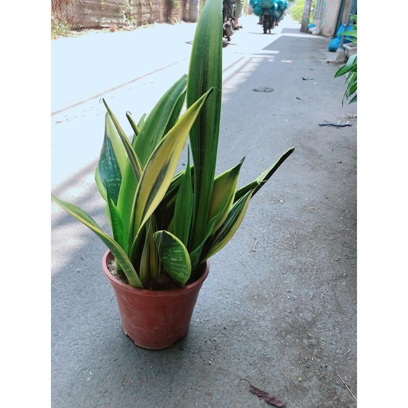 Lưỡi Hổ Hoàng Kim