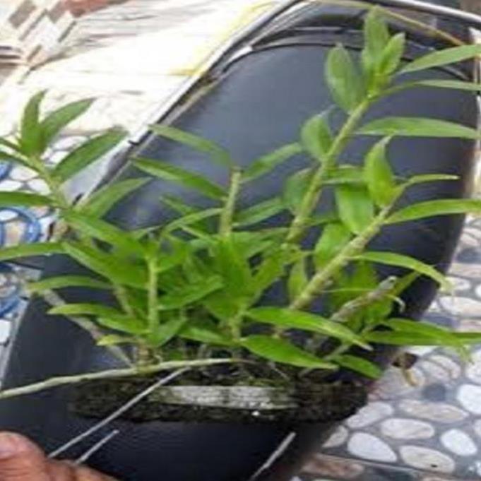Hoa phong lan- hoàng thảo kèn