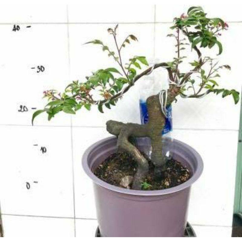 Khế Nhật Bonsai Mini để bàn
