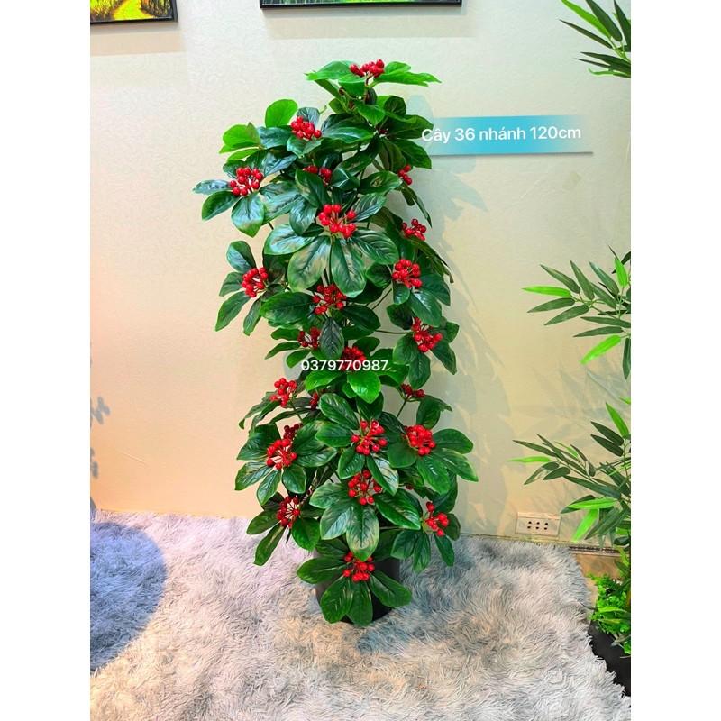 CÂY KIM NGÂN LƯỢNG 120cm - Tặng chậu