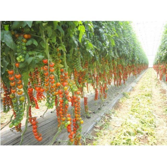 137A Gói 30 hạt giống cà chua chuỗi ngọc