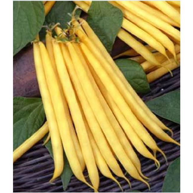 Hạt giống đậu cove vàng dạng bụi CT145 - Gói 10gram
