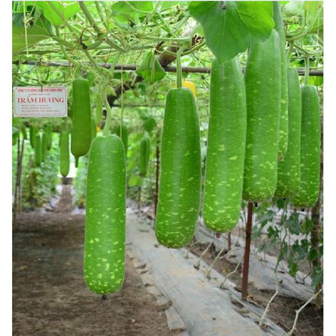Hạt giống bầu sao quả dài F1 - 10 hạt
