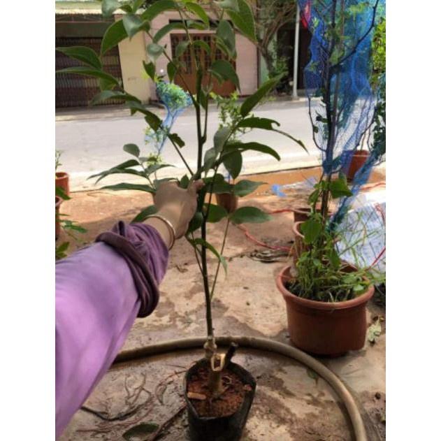 Cây Óc Chó tặng 2 cây chè xanh