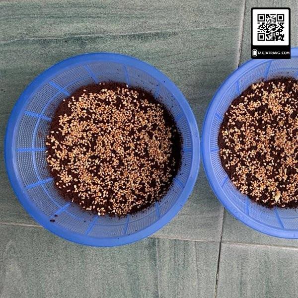 1KG Hạt giống rau mầm củ cải đỏ - Hạt giống mới, tỉ lệ nảy mầm cao