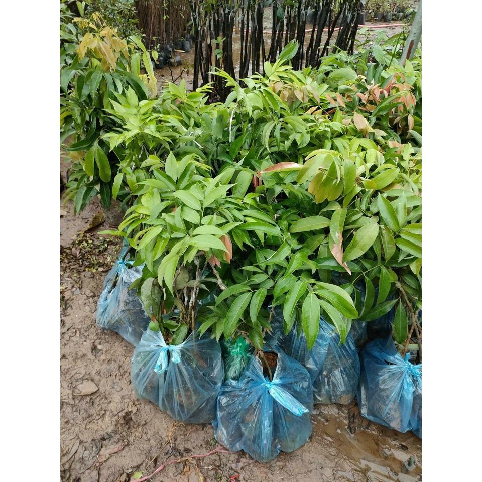 CÂY VẢI KHÔNG HẠT F1, SIÊU NGỌT, CÂY GIỐNG ĐẠI HỌC NÔNG NGHIỆP