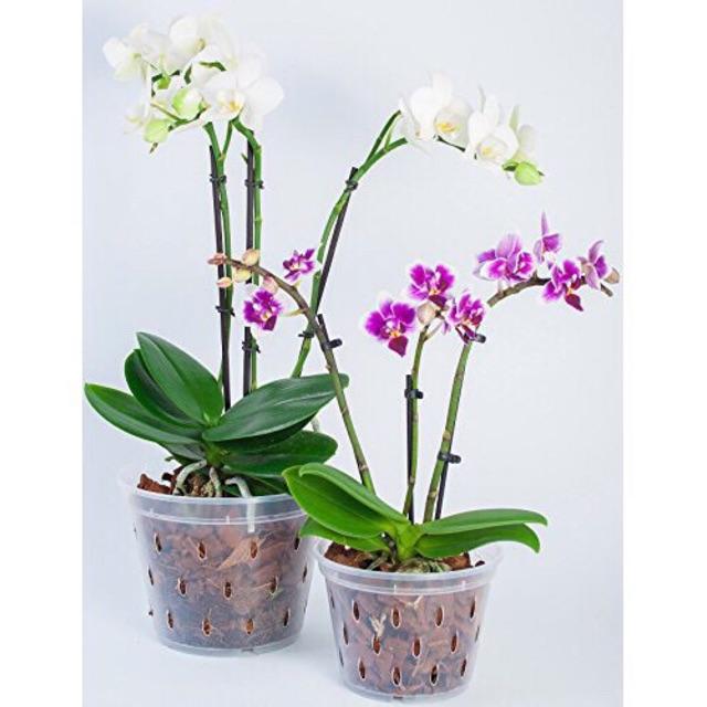 VỎ THÔNG NEW ZEALAND OCHIATA nhập khẩu