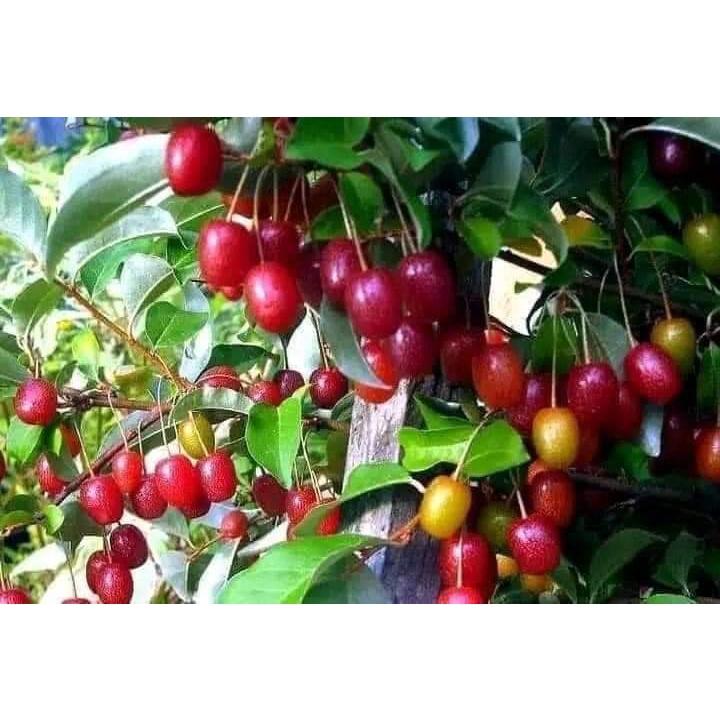CÂY GIỐNG NHÓT NGỌT CHERRY RA TRÁI SIÊU SỚM