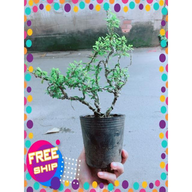 Cây Linh Sam Bonsai