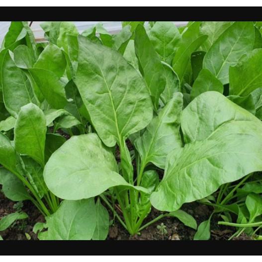 20gr hạt giống Cải Bó xôi rau chân vịt