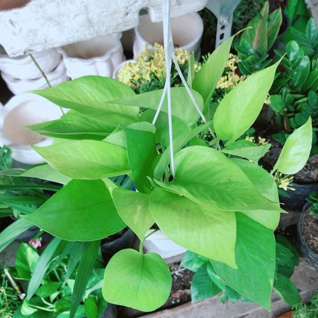 Chậu Trầu Bà Thái Vàng