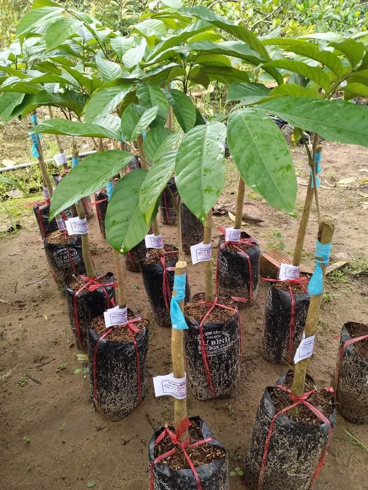 Cây giống Bòn bon thái ghép, 1,5 năm cho trái _Nam trân quả