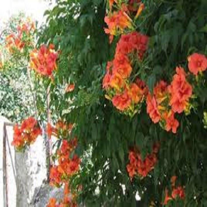 CHẬU CÂY DÂY LAN TIÊU - CÂY GIỐNG
