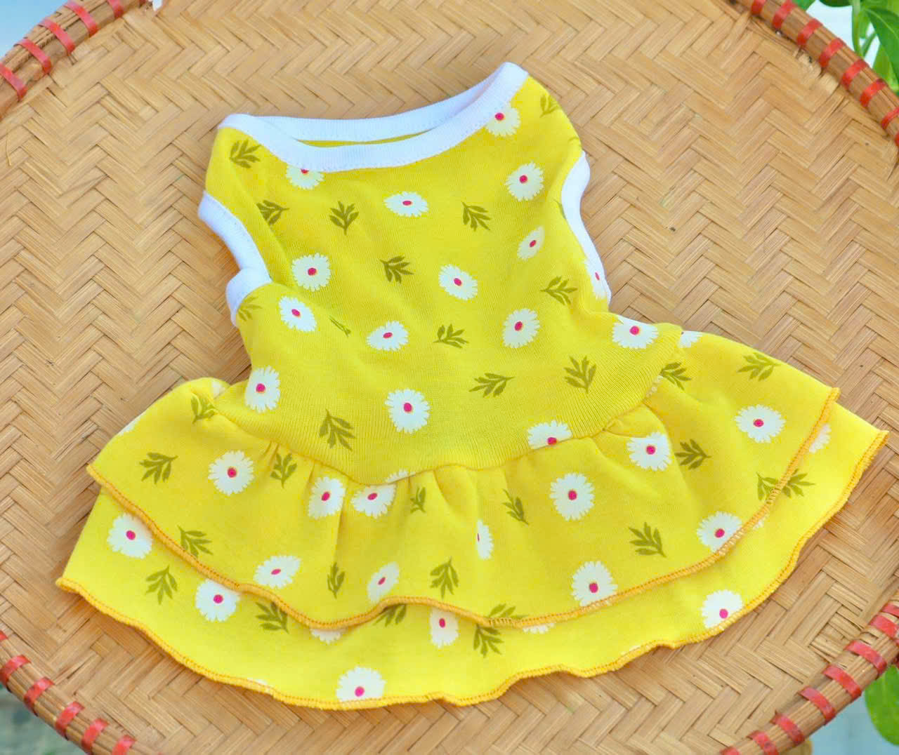 ĐẦM HOA CÚC TƯƠI MÁT DỄ THƯƠNG TỪ 0.5-12KG DÀNH CHO THÚ CƯNG CHÓ MÈO