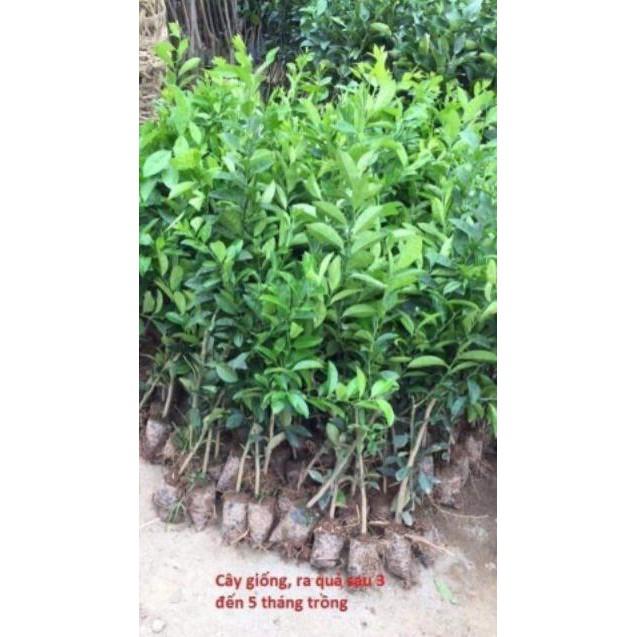 Sản phẩm CÂY GIỐNG CHANH ĐỎ