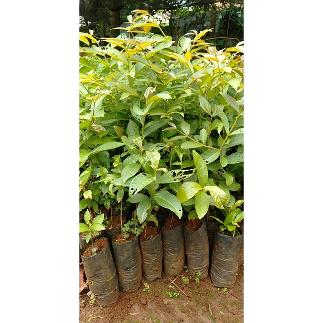 Cây bằng lăng ổi giống