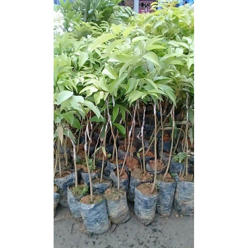 Cây vải u hồng giống