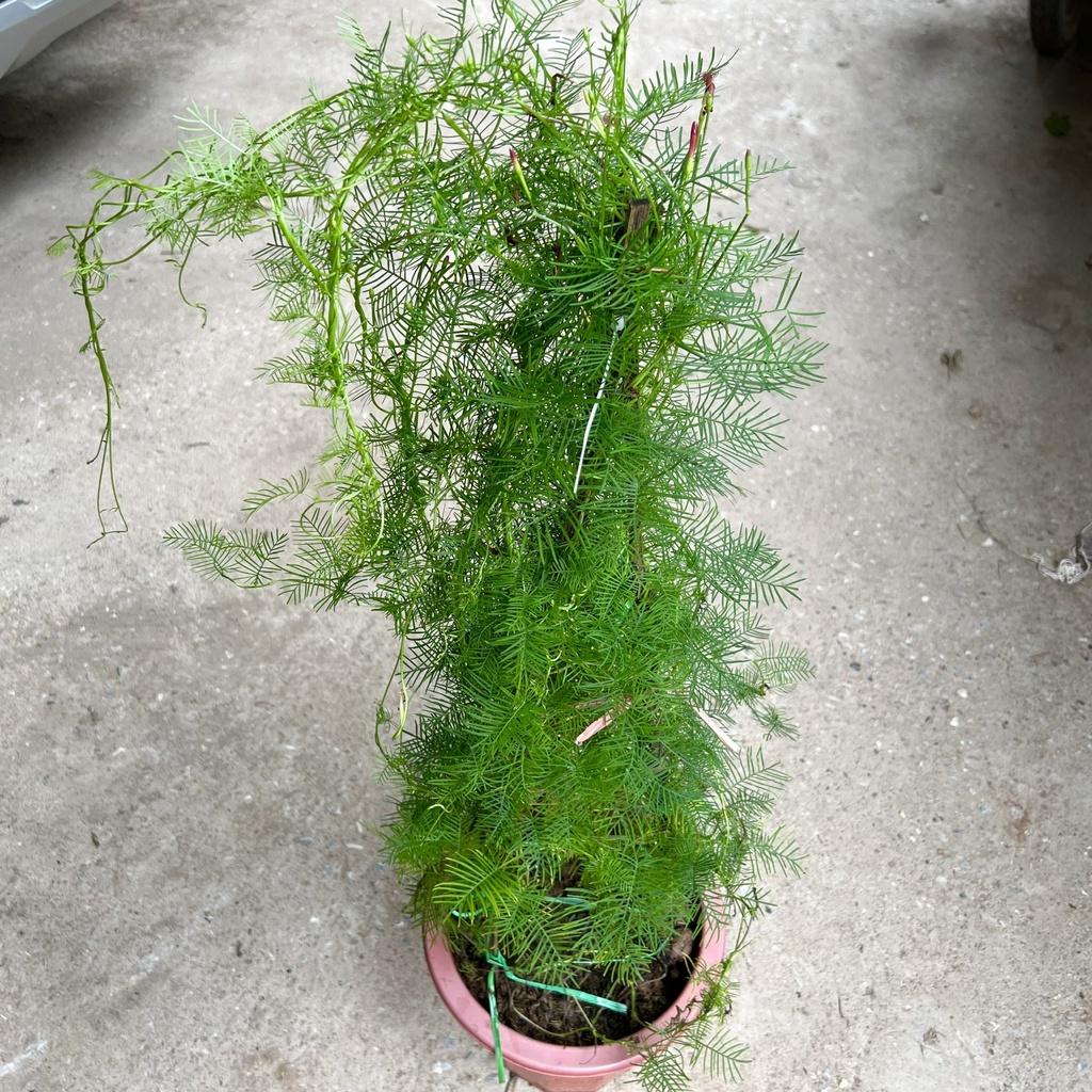 Cây hoa sao thân leo cao 70cm, cây hoa leo giàn trang trí sân vườn và ban công tạo bóng mát