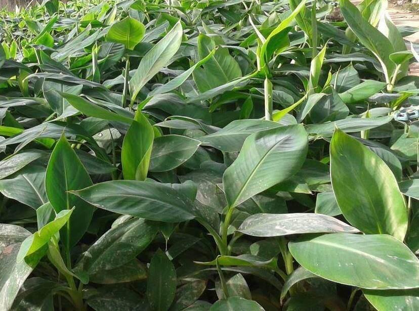 Cây giống chuối sứ cấy mô