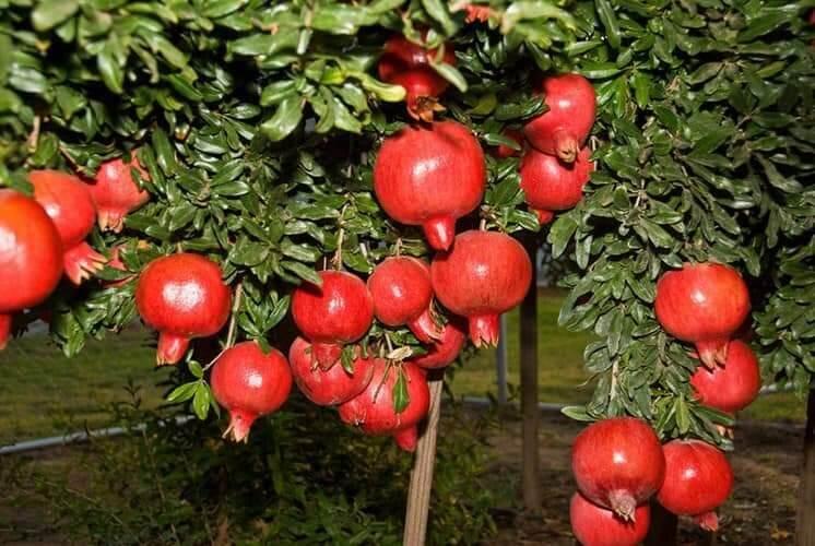 CÂY GIỐNG LỰU ĐỎ LỒNG ĐÈN