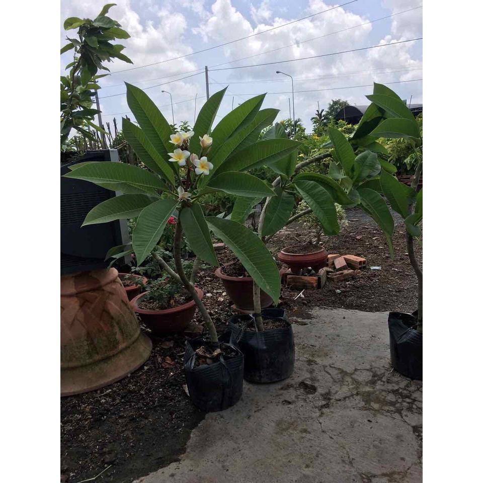 Cây sứ đại hoa vàng hoa rất thơm