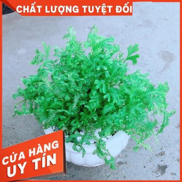 Chậu Rêu Xanh