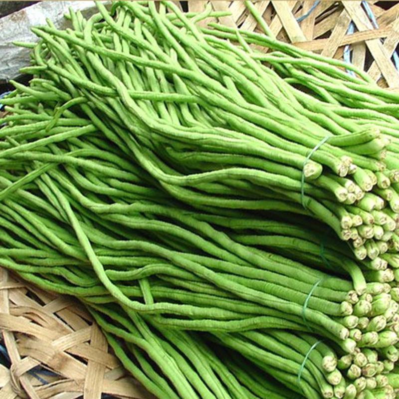 Đậu đũa cao sản số 9