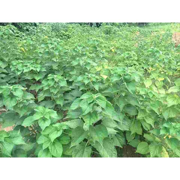500gr lá gai tươi sạch làm bánh, nhiều công dụng - cây nhà trồng