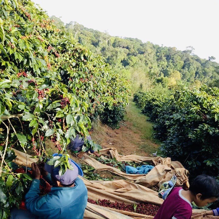 Hộp Quà Cà Phê Cầu Đất Dalat Farm - Arabica - Robusta - Phin (Dạng bột)