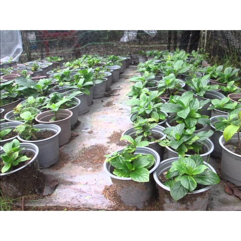 Hạt giống hoa cẩm tú cầu Nhật Bản