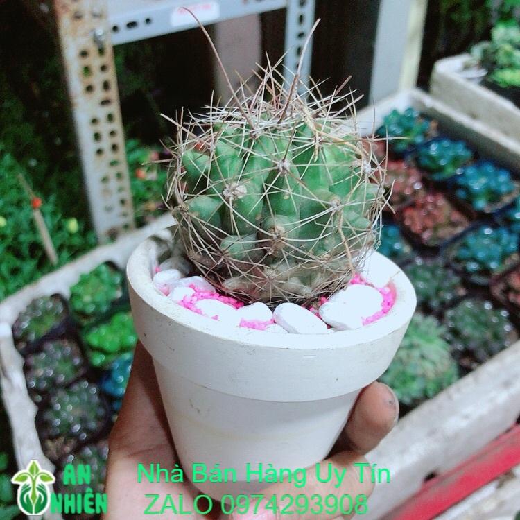 Chậu Xương Rồng Mini