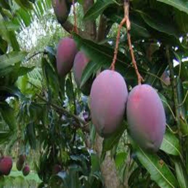 CÂY GIỐNG XOÀI TÍM SIÊU QUẢ