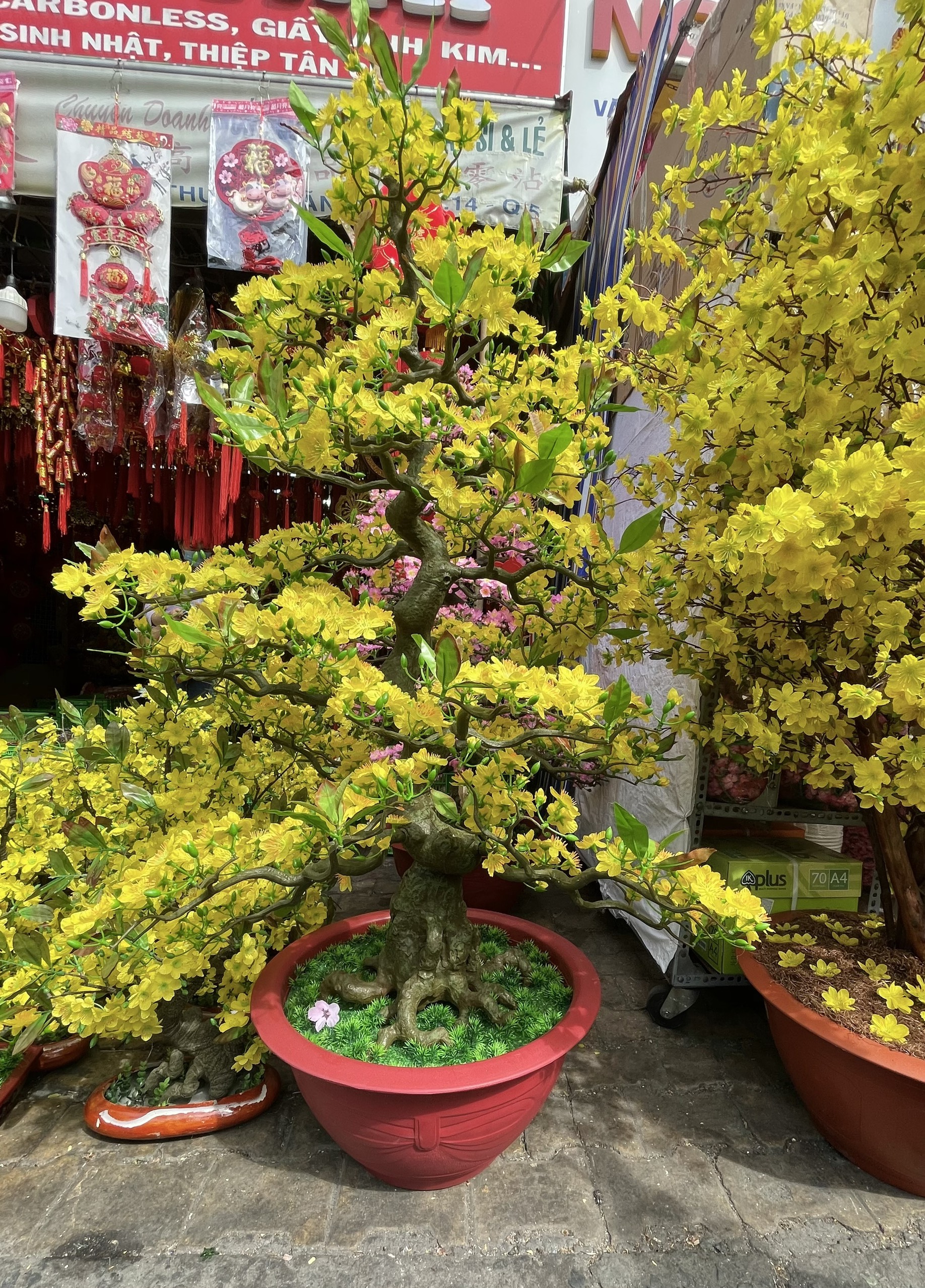 Cây Hoa Mai Giả Bonsai Cao 1m65 Hoa Mai Giả Trang Trí Tết