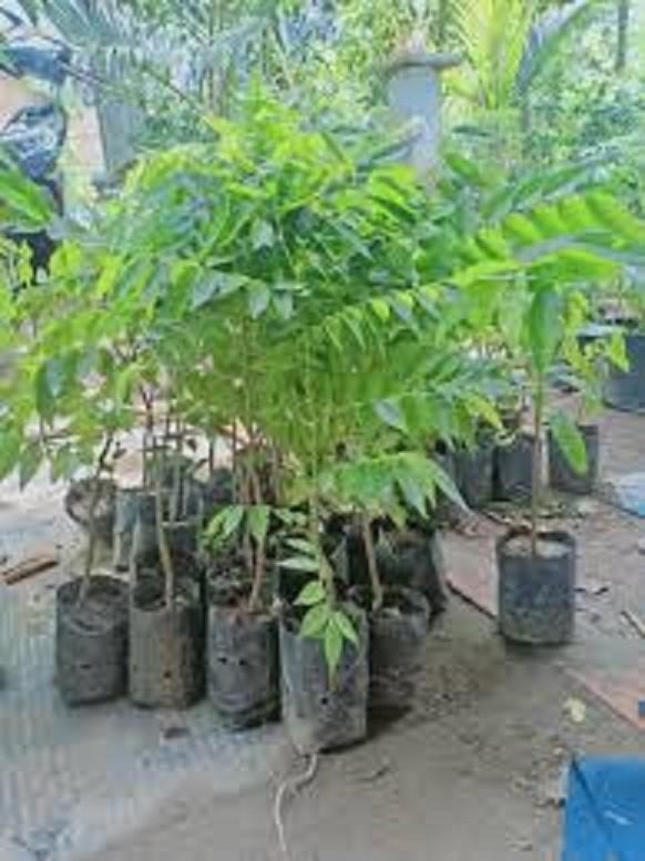 CÂY SƯA ĐỎ - CÂY LẤY GỖ GIÁ TRỊ KINH TẾ CAO, SIÊU LỢI NHUẬN, GỬI ĐI NGUYÊN BẦU