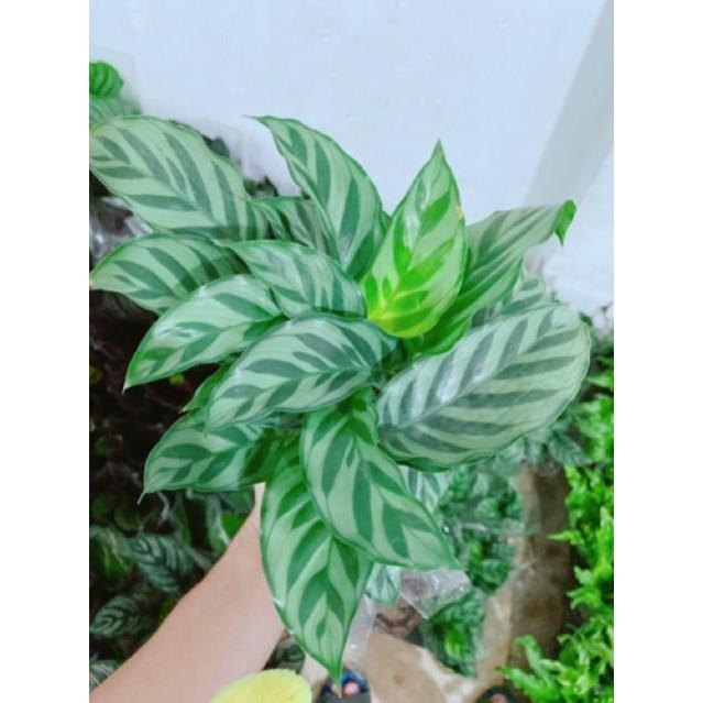 Chậu đuôi công xanh lá nhỏ