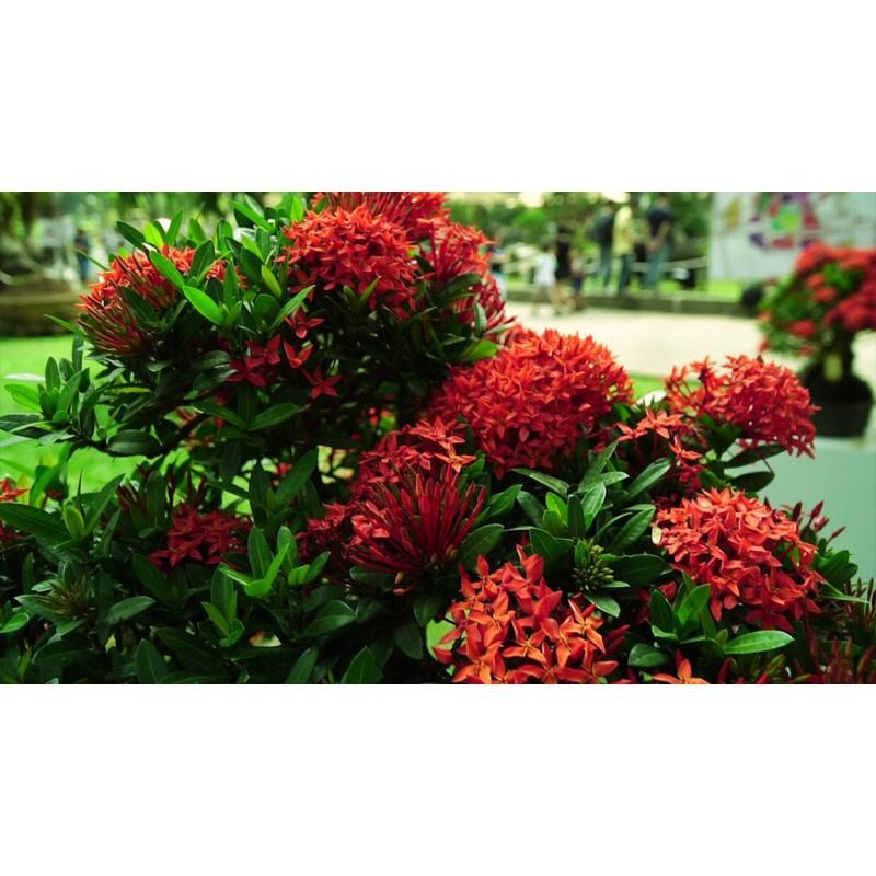 Cây giống hoa mẫu đơn đỏ mỹ