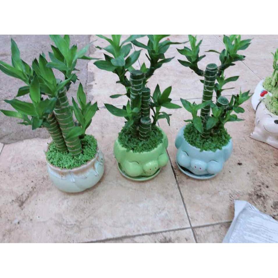 Chậu cây trúc Bán Chạy